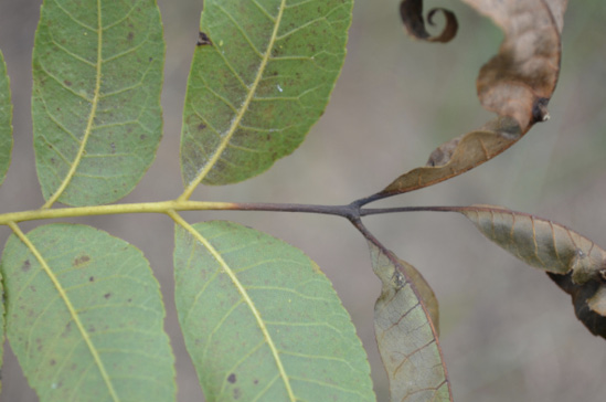 A leaf with mostly green leaves toward the base of the twig and dead, dry leaves at the tip.
