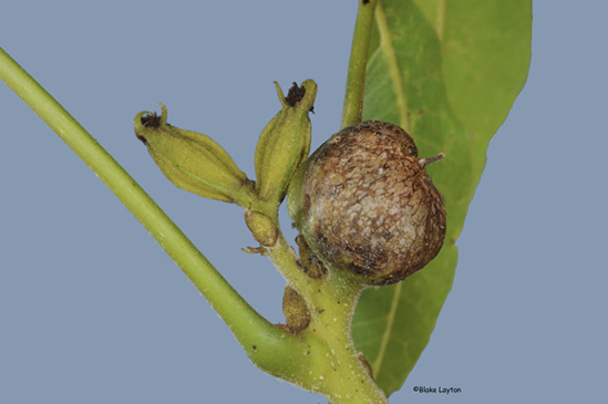 Close-up of a pecan stem with a large, brown growth.