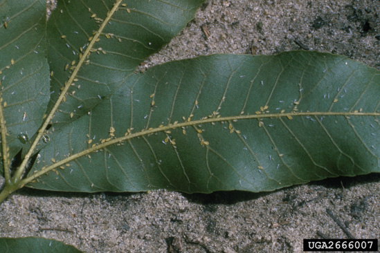Close-up of pecan leaves with many tiny, yellow insects mainly along the centers.