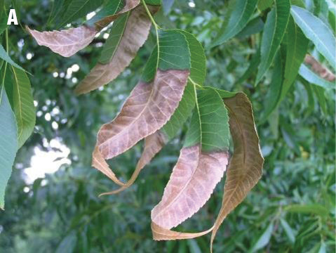 Image description in text.