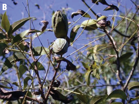 Image description in text.