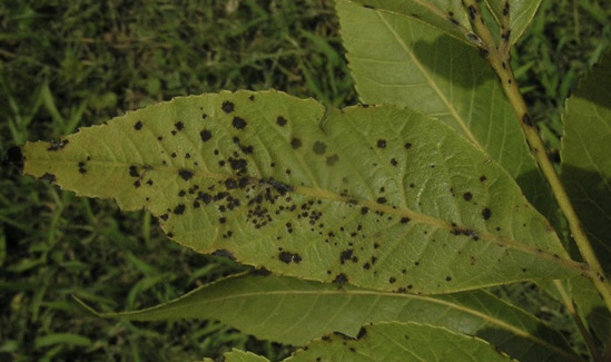 A pecan leaf with black spots on it.