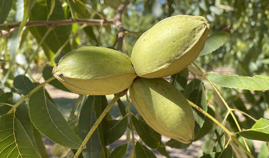 A bunch of three pecans in light green shucks.