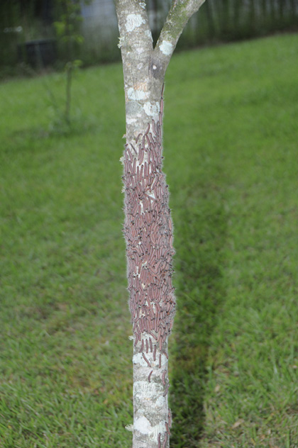 A small pecan trunk with hundreds of reddish caterpillars.
