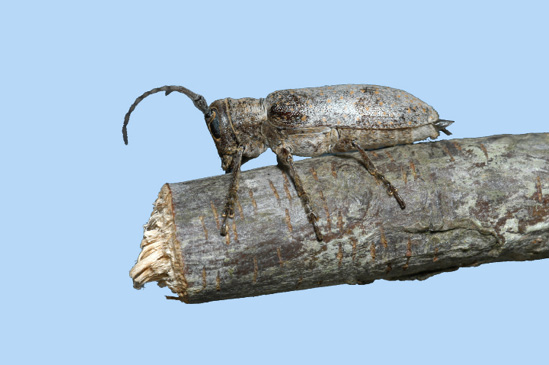 A stem-colored insect at the end of a small twig that has been cut off at the end.