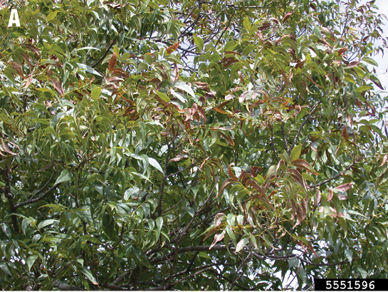 Image description in text.