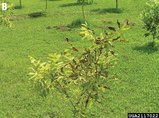 A small tree with some green and some brown leaves.
