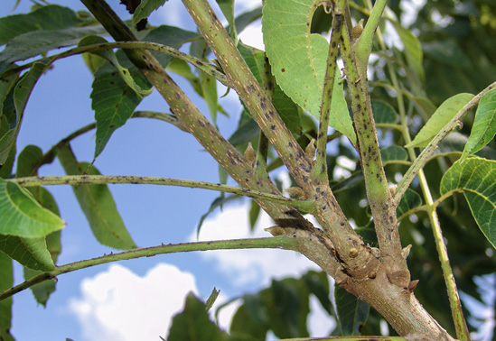 A pecan tree limb with black spots on the smaller, green twigs.