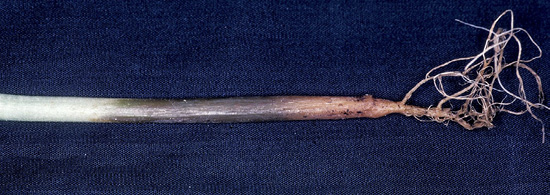 Closeup of a single plant stem and roots. The stem transitions from a very light green at the top, through a dark gray section in the middle, to pink where it connects to the small root system.