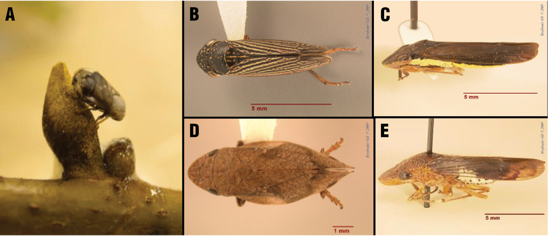 Image description in text.