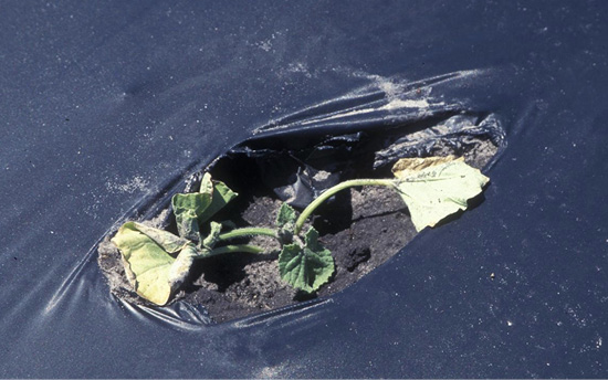 Closeup of a single seedling with stems falling over and leaves turning yellow and curling.