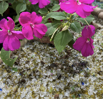A closeup of glass sand placed like soil around flowers.