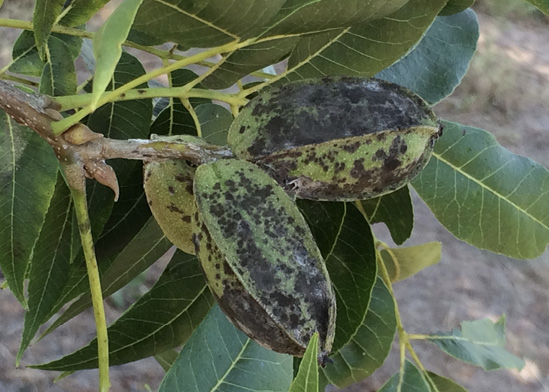 Pecan nuts in green shucks that are almost completely covered with black lesions.