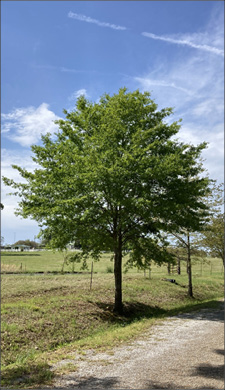To help experts identify a tree properly, ensure that the photo includes the full tree in its landscape and near other trees for comparison.