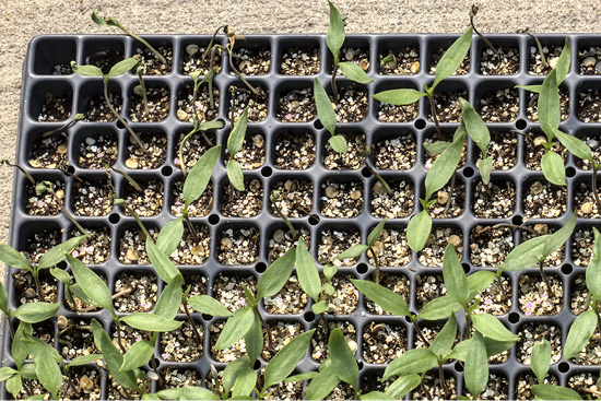 Transplant tray with multiple rows and columns of pepper seedlings. In the top half of the tray, many seedlings appear wilted, collapsed, or missing, while the bottom half shows healthy, upright seedlings.