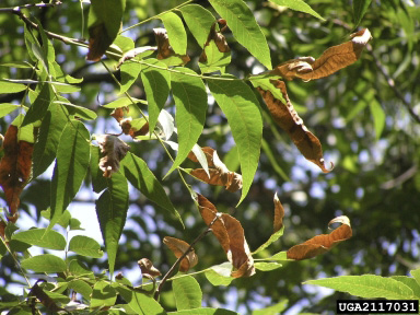 A pecan tree with some green and some brown leaves.