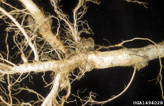 Close-up of bare roots with knots growing on them.