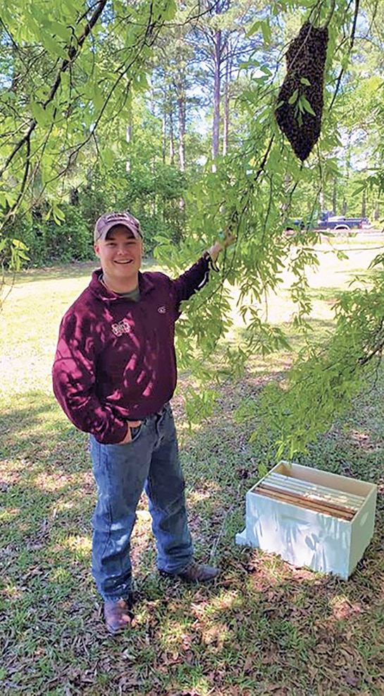 A person stands beside a honey bee swarm hanging from a tree limb.