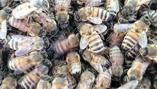 A closeup of many bees.