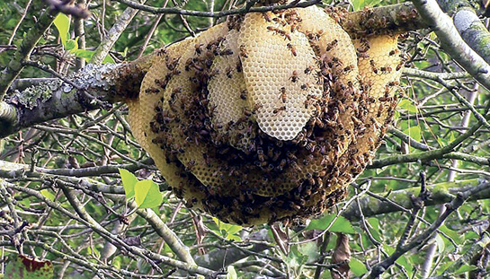 A honey bee comb nest contstructed on a tree limb.