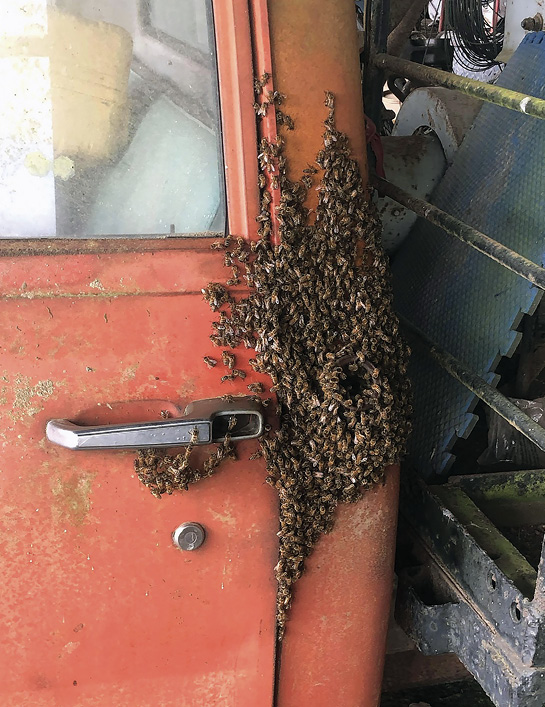 Hundreds of bees swarming on the side of an antique truck.