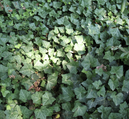 Closeup of a mass of green English ivy juvenile leaves growing on the ground.