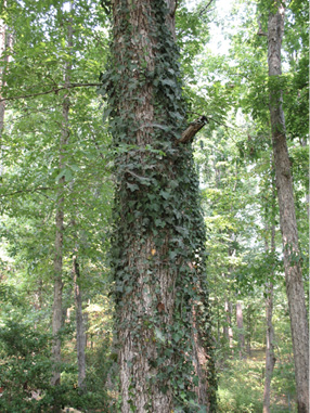 Upward view from the forest floor of a tall tree with English ivy climbing its trunk.