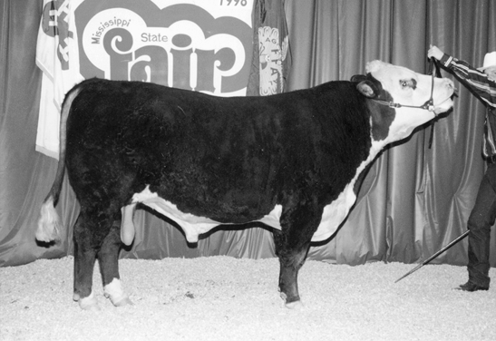 Hereford cow. Smaller with mostly dark fur, white underside.