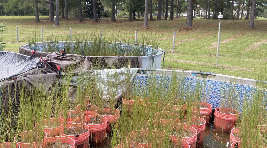 A closeup of a swimming pool filled with marsh-like water and several grouped buckets of plants growing in glass sand. 
