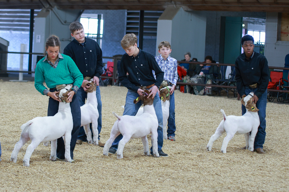 Young people showing goats in a show ring.