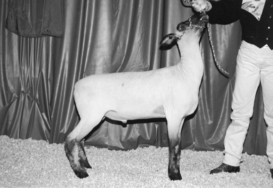 Oxford sheep. Medium sized with mostly white wool and a brown face.