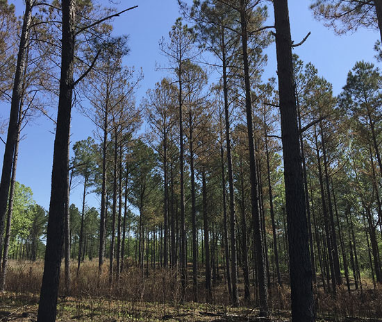 Thin pine trees with heat-damaged pine needles.