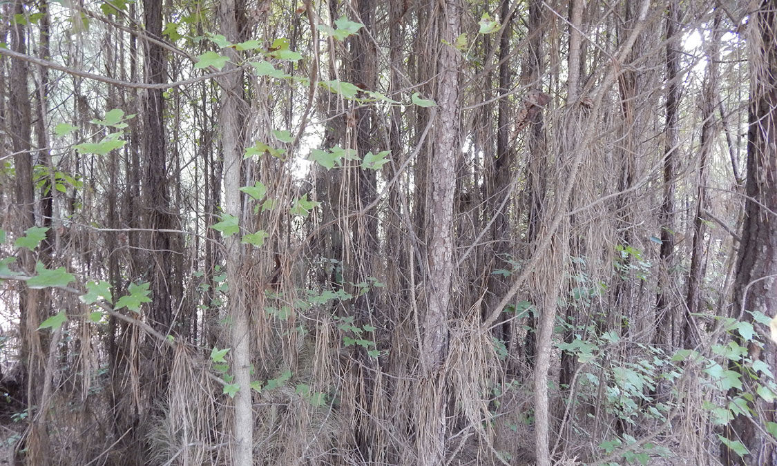 Dried pine needles are draped over low branches.