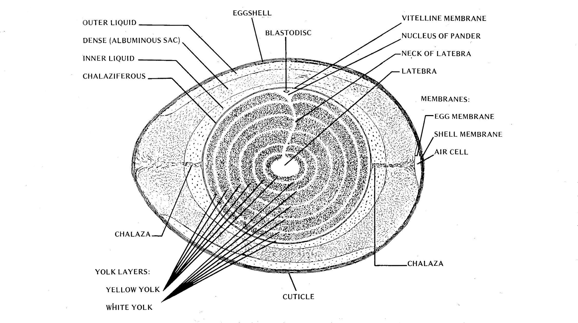 Figure of a hen's egg shown cross-sectioned. The center is the latebra, the layer immediately followin gis the yellow yolk, then the white yolk. Then there is the neck of latebra which runs from the latebra to the nucleus of pander. Sitting n the nucleus of pander is the blastodisc. Then is the vitelline membrane. Running from the vitelline membrane to the air cell and egg membrane (on both ends of the egg) is the chalaza. Tight past the vitelline membrane is the Chalaziferous, the inner liquid,