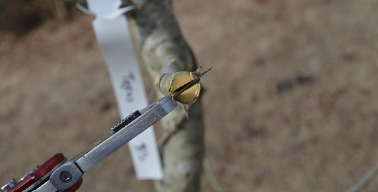 A cutting tool inserted into a cut stem to hold it open.