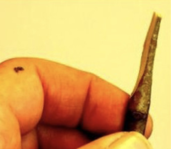 A person's hand holding a stem that has been cut into a wedge shape.