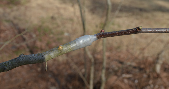 The two stems held together with film wrapped around the cut location.
