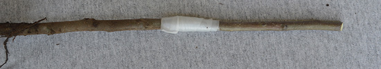 The two pieces of stem joined together and wrapped with white film to cover the graft.