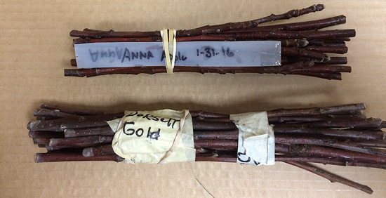 Two bundles of stems, one wrapped with a rubber band and one wrapped with tape. Both have labels with their variety names written on them.