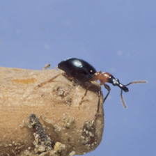 Sweet potato weevil described in text.
