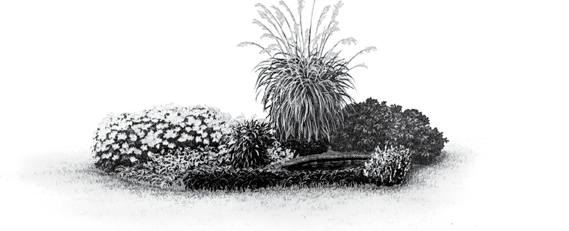 An ornamental grass landscape design including different textures and heights.