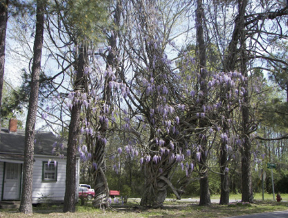 Wisteria with violet clusters of hanging flowers near a house.