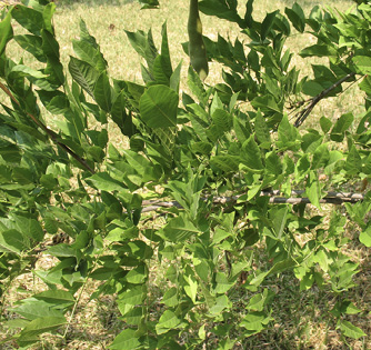 Cluster of tear-shaped green leaves.