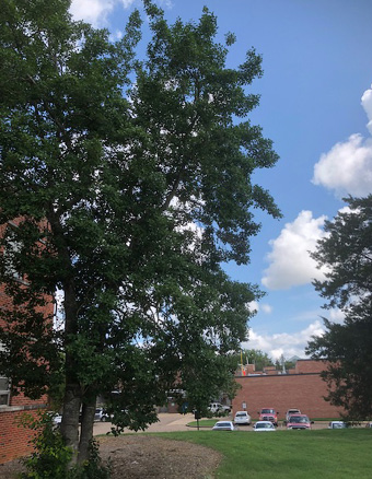 A tall American holly tree. 