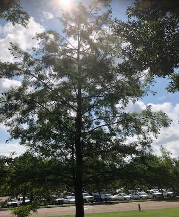 A tall bald cypress. 