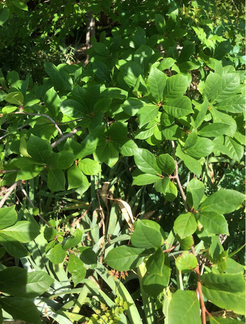 several groups of about 4 leaves on a black gum tree. 