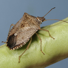 Brown stink bug described in text.