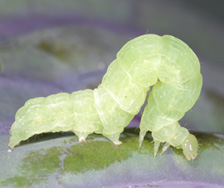 Cabbage looper described in text.