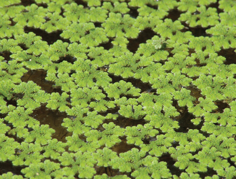 A tiny mosquito fern cluster is displayed on a fingertip.