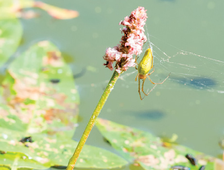 Green stems with many green leaves featuring an s-wave curly look are displayed on a white background.